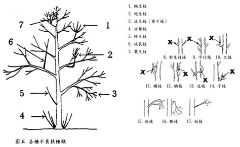 不良枝|樹木修剪方法及正確修枝位置教學，喬木正確修剪原則